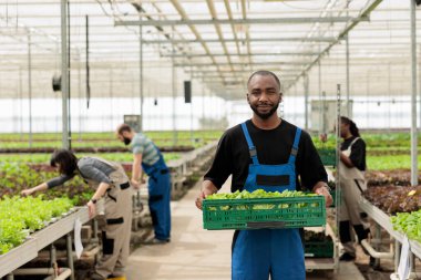 Gülümseyen Afro-Amerikan tarım işçisi taze yapraklı sandıklarla besleyici vejetaryen gıdalarla sürdürülebilir mahsul hasadından. Girişimci Biyolojik Permakültür Sera Çiftliği
