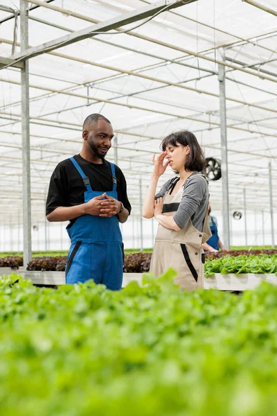 持続可能な再生可能な地域農業温室内の疲れている女性とアフリカ系アメリカ人の同僚 認定有機環境に優しい農場受精した土壌の行で野菜作物を栽培 — ストック写真