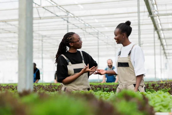 快乐的农场工人讨论健康的 可持续的负二氧化碳足迹环境意识到的种植有机绿色莴苣作物的方法 现代企业环境友好型温室 — 图库照片