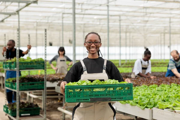 Happy cheerful african american farm worker holding crate full of local eco friendly ripe leafy greens from sustainable crop harvest. Entrepreneurial bio permaculture greenhouse farm