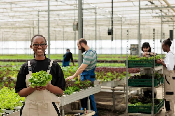 Happy cheerful african american farm worker holding ripe organic fresh bio green lettuce from sustainable crop harvest grown in environmentally conscious modern agriculture greenhouse