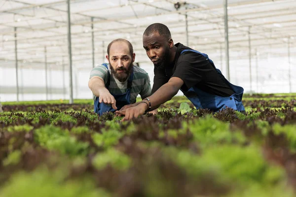 Arbetare Inom Lantbruk Som Arbetar Team Inspekterar Noggrant Avkastningen Vegetabiliska — Stockfoto