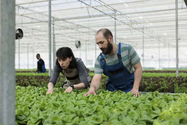 Teamworking Jordbrukare Noggrant Kontrollera Gröna Sallad Plantage Skördar För Oönskade — Stockfoto