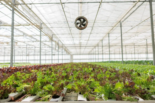 Bio Greenhouse Growing Vegetables Organically Using Green Energy Recycled Water — Stock Photo, Image