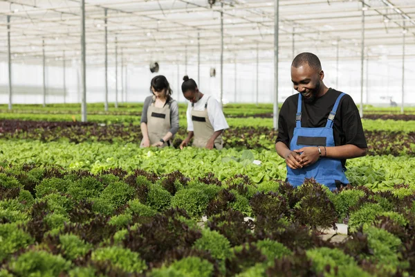 노동자들은 Gmo 농장에서 제초제를 사용하지 신선하고 방법으로 유기적으로 재배하는 행복해 — 스톡 사진