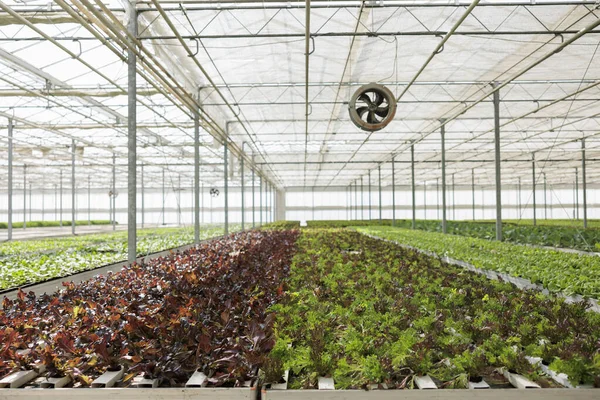 Органически Выращенные Салатные Культуры Производятся Устойчиво Локально Экологически Чистой Окружающей — стоковое фото