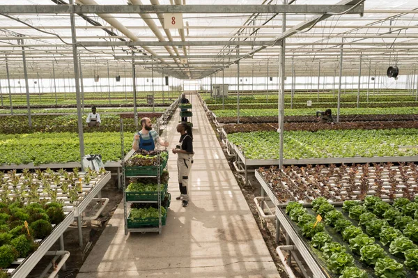 Ecológico Verde Hoja Bio Amigable Recién Crecido Sin Pesticidas Cultivos —  Fotos de Stock
