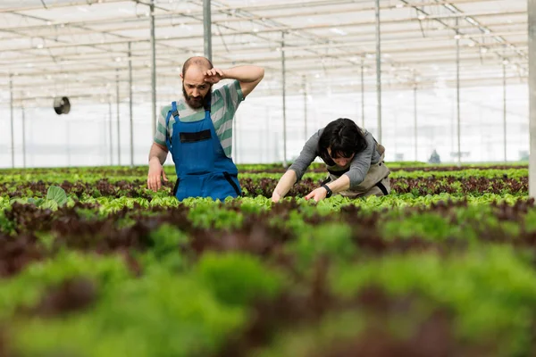 Yorgun Takım Çalışanı Çiftçiler Doğal Olarak Yetiştirilmiş Organik Besleyici Biyovegan — Stok fotoğraf