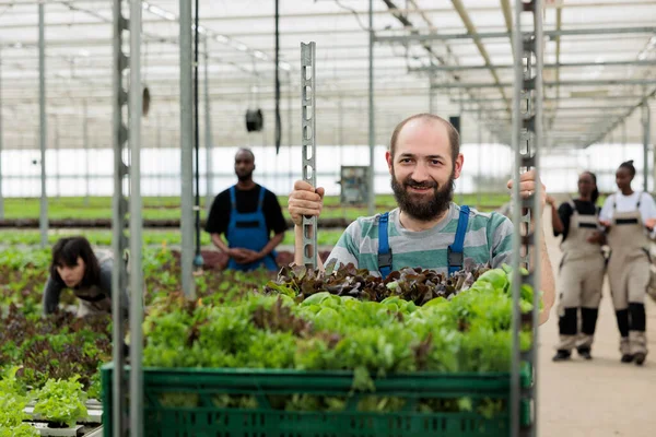 農場労働者の忙しいグループは 環境に優しい園芸温室で健康的な栄養価の高い有機野菜を収穫します 地元で認証された環境に優しい緑のカートを押す農家 — ストック写真