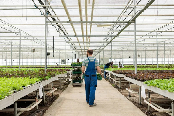 Grupo Hortícola Trabajadores Agrícolas Que Cultivan Cultivos Ecológicos Sin Pesticidas — Foto de Stock
