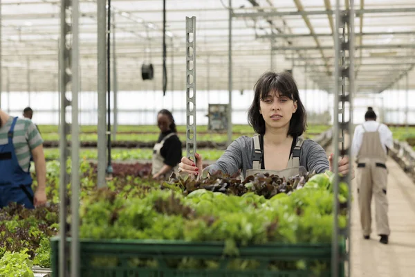 忙碌的农民群体在农村种植健康的生物蔬菜 企业环保园艺温室 妇女推着装满当地生产的认证有机绿叶的购物车 — 图库照片