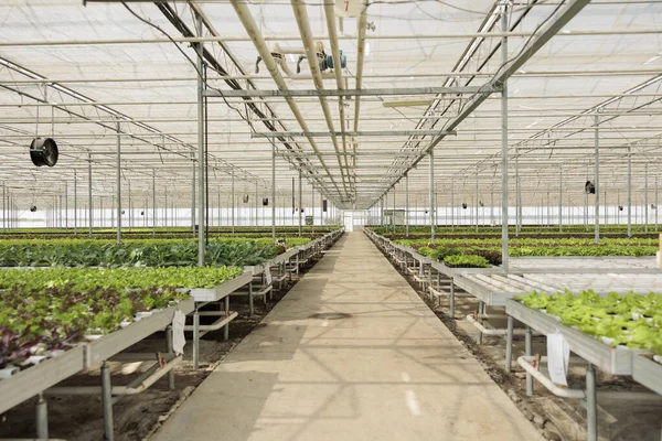 지역의 바이오 채소를 재배하는 사용되는 Co2 발자국을 현대의 기업가 환경퍼 — 스톡 사진