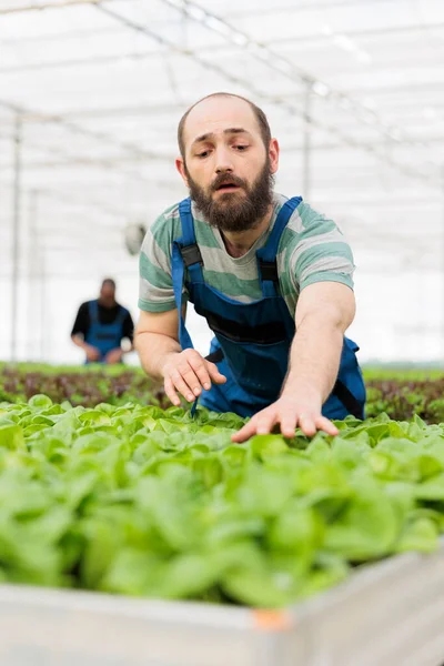 品質管理を行う農家の肖像は 農薬なしで栽培された新鮮な健康的な緑のプランテーション作物の収量をチェックします 地元の起業家持続可能な農業温室 — ストック写真