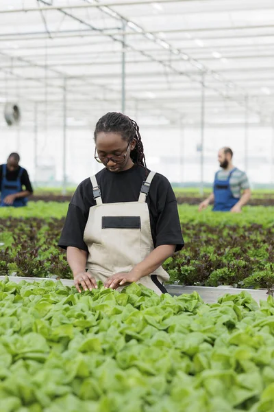 Африканский Американский Сельскохозяйственный Работник Используя Органический Метод Устранения Вредных Вредителей — стоковое фото