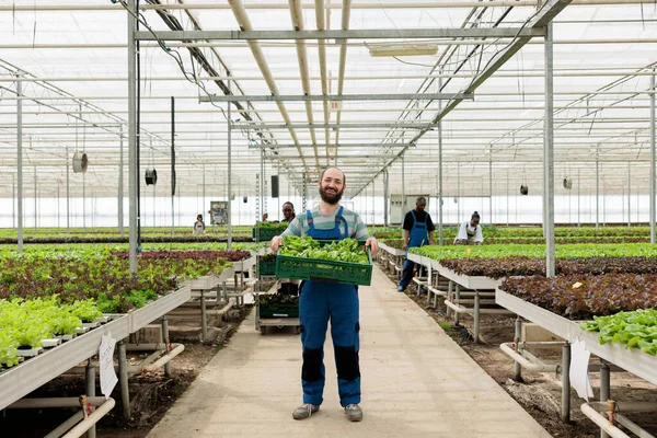 忙碌的现代企业生态温室农场的快乐农民用来种植当地健康的生态食品 使用不含杀虫剂的土壤肥力的节能再生农业 — 图库照片