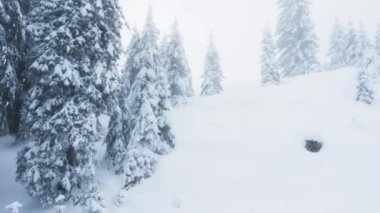 Soğuk kış tatili mevsiminde dağ eteklerinde karla kaplı çam ağaçlarının beyaz manzarası. Dağların tepesindeki karlı orman donmuş manzara