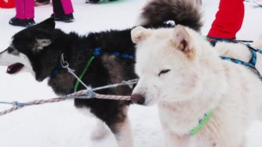 Kış tatilinde kızak kullanarak dağlık yamaçlarda turistleri gezdirmekten mutluluk duyarız. Karlı dağ tepelerindeki tatil beldesinde köpek kızağı aktivitesi