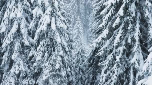 凍った山の景観 自然の穏やかな美しさを示す常緑の森 雪が覆われた山の頂上にある松の木の木は 観光地として理想的な景観を形成します — ストック動画