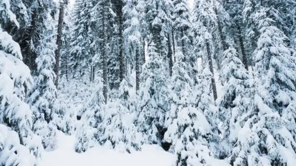 冬のホリデーシーズンの間に凍った山の上に位置する穏やかな遠隔荒野の森の撮影 雪が覆われた山陰の松の木の森を示す景色の景色の眺め — ストック動画