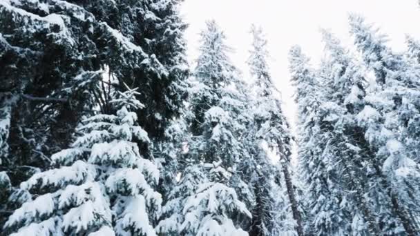 冬のホリデーシーズン中に雪山の上の遠隔野生林に囲まれたトレッキング先の景色 雪に覆われた松の木の写真山の風景 — ストック動画