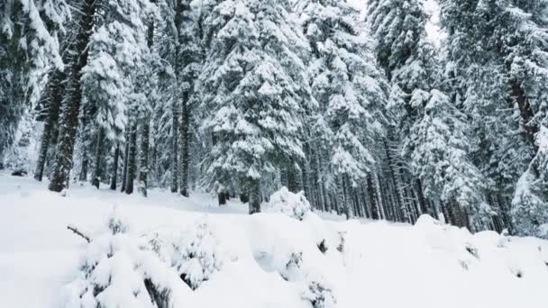 冬の休暇中に氷山の上に座っているトレッキング先の荒野の森の撮影 凍った谷の雪に覆われた山腹松の木の森の風景 — ストック動画