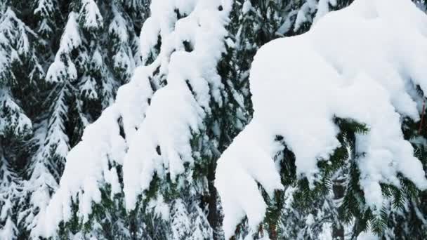雪で覆われた山腹の松の木の枝の近くのショット 冬の雪の嵐の間に山の丘の上に座っている凍った常緑の森の荒野の景色 — ストック動画