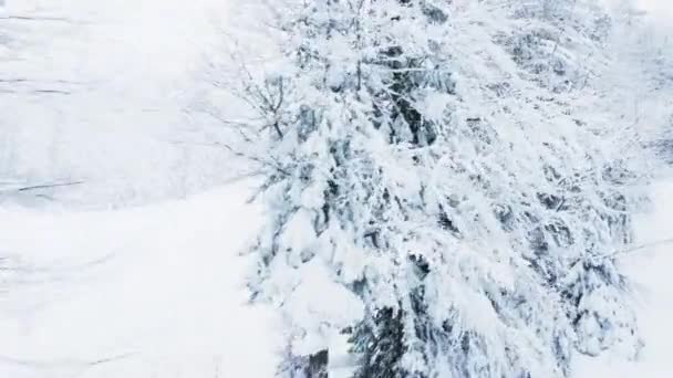 パインツリーに囲まれた氷山頂斜面に到達するためにスキーリフトに乗っているスノーボーダーのPovショット ウィンタースポーツを楽しむ人は森に囲まれた山岳地帯に登る — ストック動画