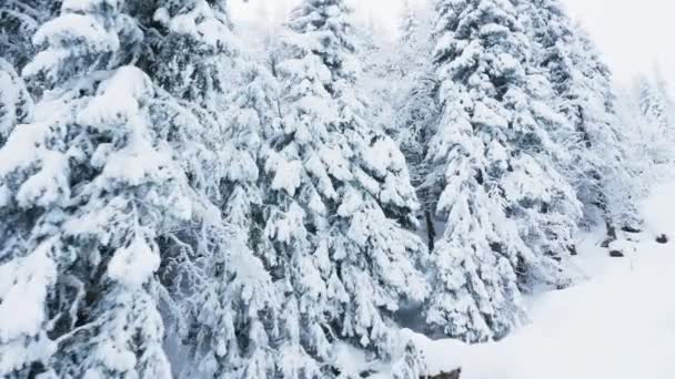 寒い冬のホリデーシーズンの間 山岳スキー場に沿って雪に覆われた荒野松の木の森を示すトラックカメラショット 山の丘の上の雪の森 — ストック動画
