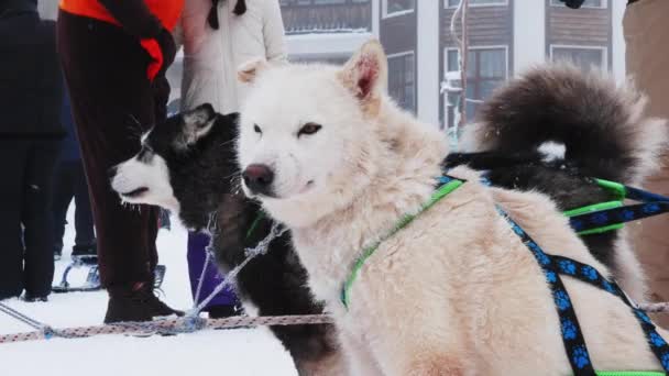 山の斜面にハーネスを使用してスリーを導く犬は雪の耐久性のある冬のホリデーシーズンで満ちています ハスキーは寒い雪の天気の観光マウンテンサイドリゾートでソリを導きました — ストック動画
