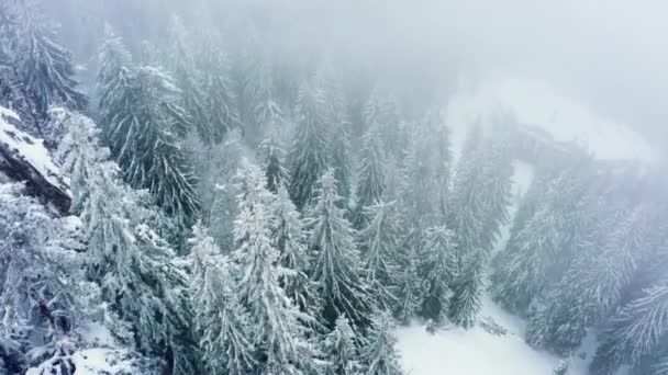 冬の季節に雪で覆われた松の木で氷山の頂上撮影 山の丘の上の霧の雪の森の観光地のドローン映像 — ストック動画