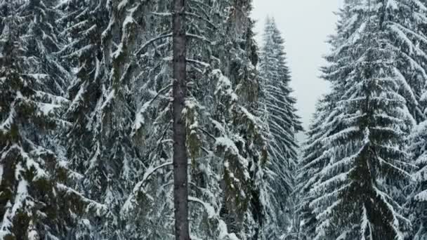 冬のシーズン中に凍った山の斜面の上に座っている雪に覆われた松の木のドローンショットをジブ 高高度の雪の森の風景の風景ミス荒野の風景 — ストック動画