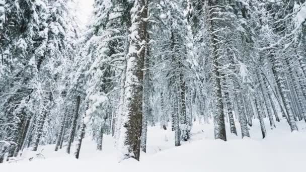 冬のホリデーシーズン中に雪の松林に囲まれた山岳地帯の景観的なアルペンスポットのパニングショット 氷山の丘の上に雪で覆われたエバーグリーンウッド — ストック動画