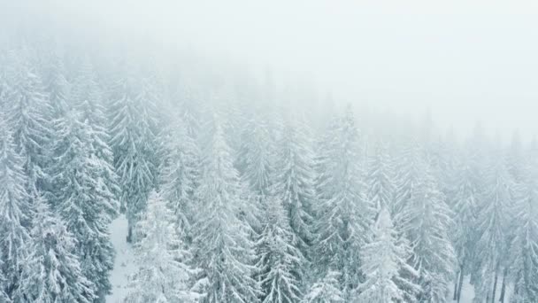 Zimním Období Vrcholcích Ledových Horských Kopců Válely Borovice Pokryté Sněhem — Stock video
