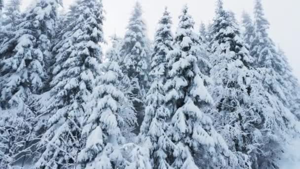 Беспилотный Снимок Безмятежного Снежного Вечнозеленого Леса Сидящего Вершине Ледяных Гор — стоковое видео