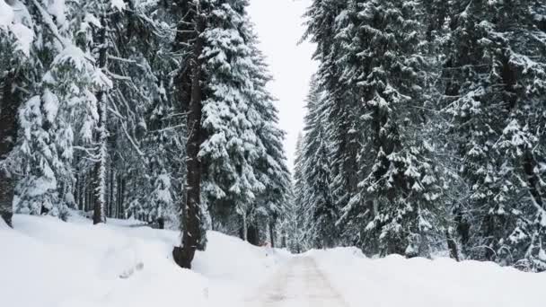 冬のホリデーシーズン中に雪の松林に囲まれた山岳地帯の景色を探索する旅行者の登山道のハンドヘルドカメラショット — ストック動画