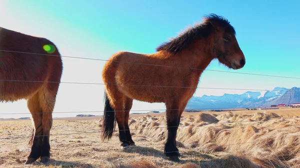 Nordic Icelandic Breed Horses Herd Walking Fields Creating Beautiful Natural — Stock Photo, Image