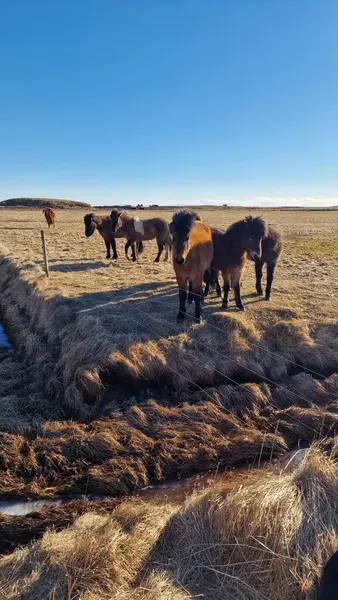 Grupo Caballos Hielo Los Campos Animales Hermosos Que Viven Iceland —  Fotos de Stock