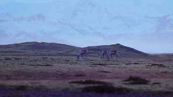 Φανταστικά Mooses Τομείς Στην Ισλανδία Χώρα Θαυμάτων Εξοχή Χιονισμένα Βουνά — Φωτογραφία Αρχείου