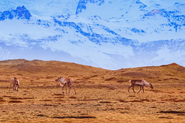 フィールド上で自由にローミングエルクのかわいいグループ 雪の山と遠くの丘を持つアイスランド風景 自然公園周辺のアイスランドの驚くべき北欧の野生生物 スカンジナビアの動物 — ストック写真