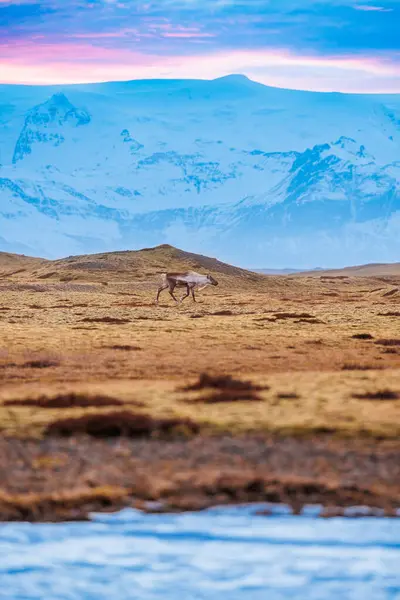 雪の設定や巨大な雪の覆われた丘と野原を歩き回って アイスランド風景を形成します 冬の自然の雪山 アイスランドのスカンジナビアの野生生物の極性動物 — ストック写真