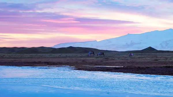 ピンクの空でアイスランドの田舎を歩く多くのムース 美しい動物と北欧のフィールド 風景や北極の風景と凍結アイスランドの自然の中で野生生物 手持ち撮影 — ストック写真