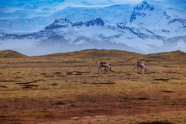 Islandzka Przyroda Żyjąca Mroźnych Ziemiach Arktycznej Wsi Łosie Majestatycznych Pokrytych — Zdjęcie stockowe