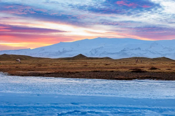 かわいいモーセのスカンジナビアのフィールド ピンクの空とアイスランドの田舎に屋外に住んでいる雄大な動物 凍った氷の北極の風景と風景 自然公園の動物の野生生物 — ストック写真
