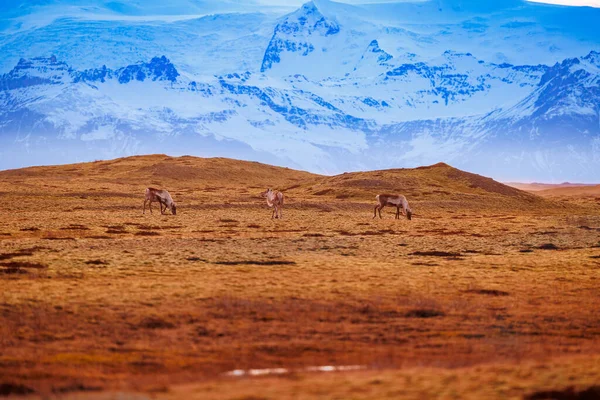 ピンクの空と凍った雪山 茶色の田園地帯の北極圏のアイスランドの動植物 アイスランドのスカンジナビアの野生生物を代表する幻想的なグループ — ストック写真