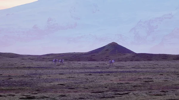 在北欧田野里散步的麋鹿 粉色的天空和雪山 沿着冰岛人丑闻的风景线 冰原陆地上的壮观的动物 野生动物的风景 手持射击 — 图库照片