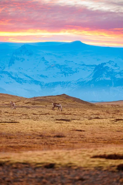 Adorable Wild Animals Roaming Free Icelandic Countryside Beautiful Natural Park — Stock Photo, Image