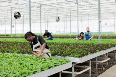 Bir grup tarım işçisi sürdürülebilir böcek ilacı içermeyen serada sağlıklı yerel besleyici organik vegan gıdalar yetiştiriyor. Modern çevre dostu hidrofonik çiftlik.