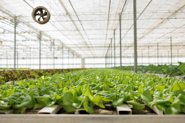 Sustainable Regenerative Regional Agriculture Certified Organic Eco Friendly Farm Interior — Stock Photo, Image
