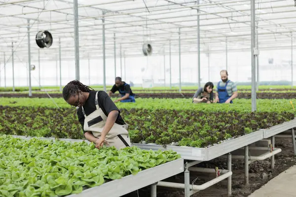 Kelompok Pekerja Tani Sibuk Membudidayakan Makanan Bio Vegan Organik Yang — Stok Foto