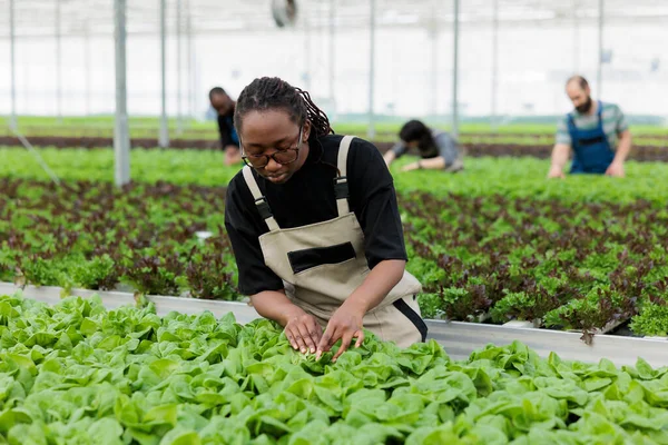 Africká Americká Žena Která Kontroluje Čerstvé Zelené Listy Pěstuje Plodiny — Stock fotografie